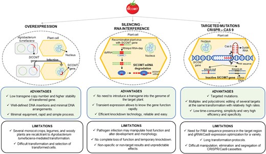 Schematic diagram showing the three techniques used to obtain a mutant tomato line, using the SlCOMT gene (caffeic acid O-methyltransferase) as an example. Gene overexpression using A. tumefaciens transformation (left), gene silencing with RNA interference (center), and targeted mutations with the CRISPR/Cas9 cassette (right) are shown. The advantages and limitations are discussed for each technique.