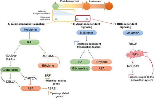 Proposed models for the role of melatonin in fruits. In general, higher melatonin contents are found at the early stages of fruit development. Endogenously, at the early stages, melatonin may interact with other phytohormones to regulate fruit growth and ripening. In the first model A) melatonin, at low concentrations, interacts with auxins (IAA) and elicits IAA-dependent signaling, where high IAA contents promote the activity of gibberellins (GAs), but inhibit both ethylene and ABA. In the second model B), melatonin acts independently of IAA and activates the expression of specific transcription factors that then interact with other promoter regions of important phytohormones in fruit development, promoting IAA and GA accumulation, while inhibiting ethylene and ABA. Lastly, in the model C), exogenous melatonin, especially when applied at the advanced stages of fruit development or during postharvest, elicits ROS-dependent signaling and induces a moderate production of hydrogen peroxide (H2O2) by the activation of NADPH oxidase (RBOH), which in turn triggers the MAPK signaling cascade to enhance the fruit antioxidant machinery. ABRE, ABA-responsive element-binding factors; ARF, auxin response factors; DELLA, negative protein regulators of GAs; ERF, ethylene response factors.