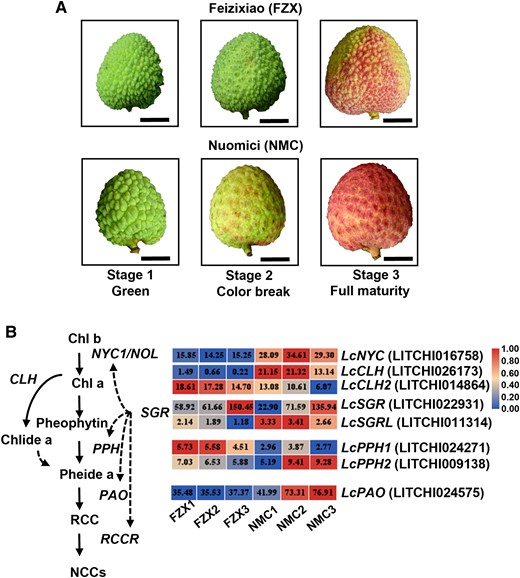 Coloration patterns of FZX and NMC and DEGs involved in chlorophyll degradation between the 2 cultivars. A) Images of FXZ and NMC fruits at various stages of coloration. Images were digitally extracted for comparison. Bars = 1 cm. B) DEGs involved in chlorophyll degradation identified in RNA-seq data in litchi pericarp. Chl, chlorophyll; NOL, NYC1 non-yellow coloring 1; CLH, chlorophyllase; PAO, pheophorbide a oxygenase; Pheide, pheophorbide; PPH, pheophytinase; RCC, red Chl catabolite; RCCR, RCC reductase; SGR, stay-green protein. Numbers in the blocks indicate gene expression level in RPKM based on RNA-seq analysis.
