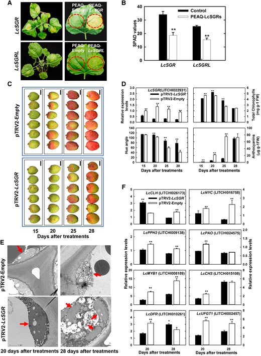 Functional verification of LcSGRs by transient expression in N. benthamiana leaves and VIGS in litchi “YZZH.” A) The phenotype of N. benthamiana leaves transiently expressing PEAQ-LcSGRs, with the empty PEAQ vector as a control. B) SPAD values of N. benthamiana leaves transiently expressing PEAQ-LcSGRs. Bars above the columns represent standard error of mean. Double asterisks (**) indicate significant difference compared with the control at P < 0.01, Student's t-test (n = 6). C) Litchi fruit color phenotype after LcSGR silencing using pTRV2-vector. Images were digitally extracted for comparison. Bars = 1 cm. D) Changes of LcSGR expression, color parameters, chlorophyll contents, and anthocyanin contents in the pericarp in response to the silencing of LcSGR. Bars above columns represent standard error of mean. Double asterisks (**) indicate significant difference compared with the control at P < 0.01, Student's t-test (n = 12). E) Changes in pericarp chloroplast structure observed using a transmission electron microscope in response to LcSGR silencing. The red arrows denote chloroplasts. Bars = 1 μm. F) Changes in the expression of genes involved in chlorophyll degradation and anthocyanin biosynthesis in response to LcSGR silencing. Bars above columns represent standard error of mean. Single asterisks (*) and double asterisks (**) represent significance compared to the control at P < 0.05 and P < 0.01, respectively, Student's t-test (n = 3).