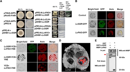 LcSGR physically interacts with LcPAO. A) The interaction between LcSGR and key chlorophyll degradation enzymes in Y2H assays. pTSU-APP with pNubG-Fe65 served as a positive control and pTSU-APP with pPR3-N and pPR3-N with pDHB1-LcSGR served as negative control. B) Subcellular location of LcSGR and LcPAO in N. benthamiana leaves cells. C) LcSGR and LcPAO interact in mesophyll protoplasts of N. benthamiana. YFP signal of LcSGR interacting with LcPAO observed by confocal laser scanning microscopy. Chlorophyll fluorescence as red signals (middle) with LcSGR fused with YNE or LcPAO fused with YCE serving as a negative control. D) Imaging of firefly LUC complementation in N. benthamiana leaves. The LcSGR-nluc and LcPAO-cluc fused vectors were cotransformed in N. benthamiana leaves with LcSGR-nluc + cluc, LcPAO-cluc, and nluc + cluc serving as negative controls. E) LcSGR GST pull-down assay. The bound protein was detected by western blotting with anti-GST and anti-MBP antibodies. A red arrow indicates the pull down protein.