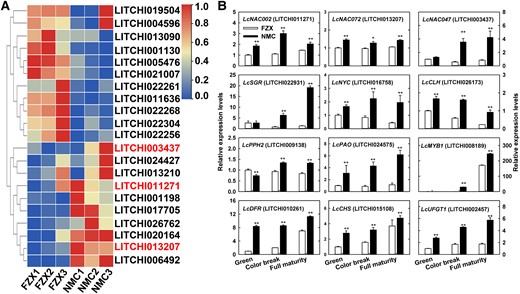 Expression profiles of NAC DEGs and key genes involved in chlorophyll degradation and anthocyanin synthesis. A) A heat map of relative expression levels of LcNAC DEGs based on RNA-seq analysis. The expression levels were normalized with the highest expression level of the same gene across cultivars and stages arbitrarily valued as 1.0. Three LcNACs marked in red were selected for reverse transcription quantitative real-time-PCR (RT-qPCR) analysis. B) TR-qPCR analysis of the selected LcNAC and key DEGs involved in chlorophyll degradation and anthocyanin synthesis. SGR, stay-green protein; NYC, non-yellow coloring 1; CLH, chlorophyllase; PPH, pheophytinase; PAO, pheophorbide a oxygenase; DFR, dihydroflavonol reductase; CHS, chalcone synthase; UFGT, UDP-flavonoid glucosyl transferase. Bars at the top of the columns indicate standard error of mean. The asterisks (*) and double asterisks (**) represent significant difference between NMC and FZX at P < 0.05 and P < 0.01, respectively, Student's t-test (n = 3).