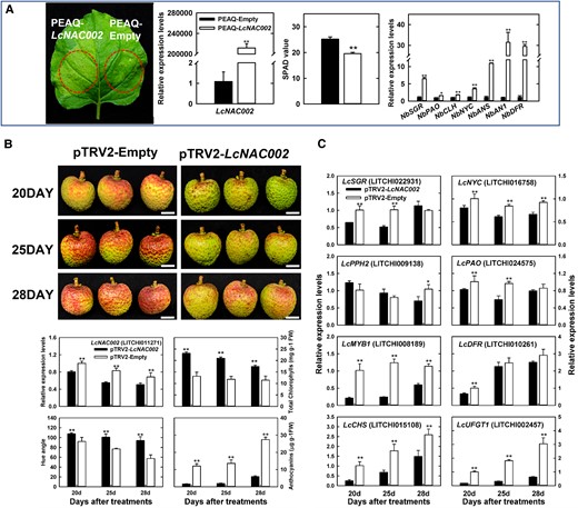 Functional analyses related to the role of LcNAC002 in coloration. A) The phenotype, SPAD value, and the expression of key chlorophyll degradation and anthocyanin biosynthesis genes in N. benthamiana leaves transiently expressing PEAQ-LcNAC002. B) Functional verification of LcNAC002 using VIGS in pericarp of litchi (YZZH) and changes in LcNAC002 expression, color parameters, chlorophyll contents, anthocyanin contents in the pericarp in response to LcNAC002 silencing. C) Changes in the expression of chlorophyll degradation- and anthocyanin biosynthesis-related genes in response to LcNAC002 silencing. Bars at the top of the columns indicate standard error of mean. Single asterisks (*) and double asterisks (**) represent significant difference compared to the control with empty vector treatment at P < 0.05 and P < 0.01, respectively (Student's t-test, n = 3 for gene expression and pigments, n = 6 for SPAD value, and n = 12 for Hue angle).