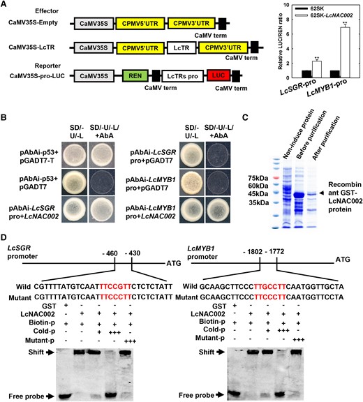 LcSGR and LcMYB1 are downstream target genes of LcNAC002. A) LcNAC002 activates LcSGR and LcMYB promoters in a dual-LUC assay. Nicotiana benthamiana leaf cells were cotransformed with reporter and effector vectors. The ratio of LUC to REN indicated LcNAC002's ability to bind to LcSGR and LcMYB promoters. Bars above the column indicate the standard error of mean. Double asterisks (**) represent significant difference at P < 0.01, Student's t-test (n = 6). B) A Y1H assay revealed that LcNAC002 binds to the promoters of LcSGR and LcMYB. Interaction between bait and prey on synthetic drop-out nutrient medium lacking Ura and Leu and containing 500 ng mL−1 ABA. C) The EMSA of LcNAC002 binding to LcSGR and LcMYB promoters. D) The GST-LcNAC002 (0 to 150 aa) recombinant protein binds to the 430 to 460 upstream and 1,772 to 1,802 upstream fragments of LcSGR and LcMYB1 promoters, respectively.