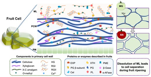 Cartoon of primary cell wall structure and a working model of CW enzymes and proteins implicated in fruit softening. The ML is the layer between primary cell walls (PCW) of neighboring cells, which are external to the plasma membrane (PM). TCJs are a part of the ML, the places where 3 cells meet. One cellulose layer is depicted in this wall model. Xyloglucan binds to hydrophobic surfaces at cellulose–cellulose junctions to form a limited xyloglucan-cellulose (X-C) amalgam called biomechanical hotspots involved in CW loosening (extension/creep) (Park and Cosgrove 2012). EXP is a key protein agent that disrupts the xyloglucan-cellulose amalgam, and causes wall creep, while endo-1,4-β-glucanase (cellulase, Cel) and XTH may also act as wall loosening agents (Cosgrove 2016). Pectins, including HG, RGI, and RGII make extensive contacts with cellulose, and occupy the space between cellulose layers. HG is the most abundant pectin, particularly in the ML, and is deesterified by PME in blockwise or random demethylation patterns. Blockwise deesterified HG forms cross-links with Ca2+ to form an egg-box like pectate gel (shown in the ML and PCW), while random deesterified HG is degraded via endo-PG and PL, both actions have been detected during fruit ripening and postharvest storage. PL has a particular action on pectin in the TCJs, shown in pink in the MG fruit cartoon (top right). The PG β-subunit interacts with and inhibits the activity of PG. RGI and RGII are absent from the ML region, and exo-galactanase/β-galactosidase (β-Gase) and α-L-arabinofuranosidase (α-AFase) cleave the galactosyl and arabinayl residues, respectively, on the side chain of RGI. The ML dissolves due to degradation of HG pectin during fruit softening and the transition from mature green (MG) to red ripe (RR) tomato which causes the loosening of cell adhesion and leads to cell separation.