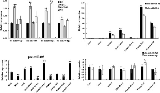 The relative expression patterns of pre-miR408 and dlo-miR408 members in different early SE and different tissues of longan. EC, embryogenic callus; ICpEC, incomplete compact pro-embryogenic cultures; CpECGE, compact pro-embryogenic cultures globular embryos; GE, globular embryo. The different early SE of longan are induced according to Lai (2003). Error bars indicate means ± SDs, n = 3. *P ≤ 0.05, **P ≤ 0.01.