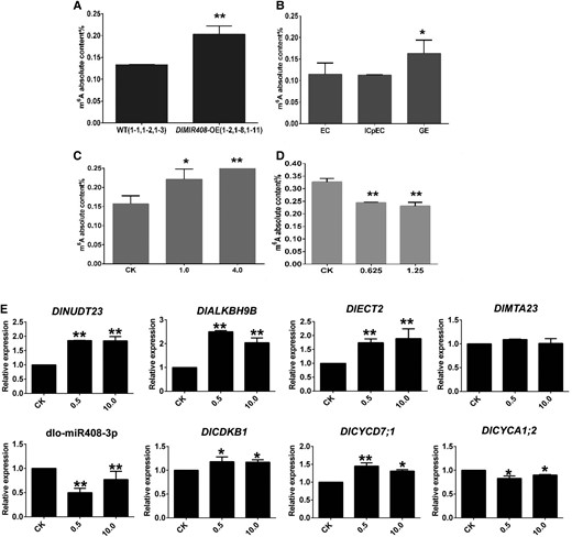 dlo-miR408-3p-DlNUDT23-FMN-m6A model regulated longan early SE. A) The m6A absolute content in DlMIR408-OE cell lines. B) The m6A absolute content during different stages of longan SE (EC, ICpEC, and GE). C) The m6A absolute content in different concentrations of riboflavin (CK(0), 1.0, and 4.0 mM) treated 11 d. D) The m6A absolute content in different concentrations of DPI (CK(0), 0.625, and 1.25 μM) treated 11 d. E) The expression patterns of dlo-miR408-3p, DlNUDT23, m6A pathway-related genes, and cell cycle-related genes during different concentrations of FMN (CK(0), 0.5, and 10.0 μM) treated 14 d, the unit is μM. Error bars indicate means ± SDs, n = 3. Duncan’s post hoc test, *P ≤ 0.05, **P ≤ 0.01.