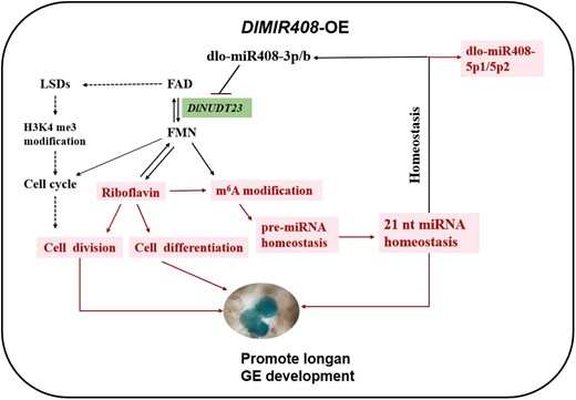 The schematic diagram of the molecular mechanism of dlo-miR408 that regulates riboflavin metabolism and mediates m6A modification. The solid line represents the empirical regulatory relationship. The dotted line represents the regulatory relationship, which was supported by previous evidence (Tian et al. 2022). The red color represents upregulation. The solid lines represent the regulatory relationships verified in this study. GE, globular embryo.