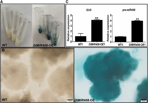 The expression pattern of GUS and the pre-miR408, and the cell morphology in WT and DlMIR408-OE cell line for the whole-transcriptome sequencing. A) The WT and DlMIR408-OE cell lines after GUS staining, and the cell lines with independent 3 biological replicates. B) The positive homozygous transgenic GE of DlMIR408-OE under Olympus microscope observation, scale bars = 50 μm. C) The expression patterns of GUS and pre-miR408 in WT and DlMIR408-OE1. Error bars indicate means ± SDs, n = 3. **Highly significant difference (Duncan’s post hoc test, P ≤ 0.01).