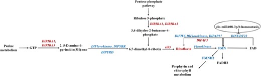The association analysis of riboflavin metabolism, purine metabolism, and PPP in DlMIR408-OE cell line. The deep red color represents upregulation, and the blue color represents downregulation. The dotted circle indicates the regulatory model identified in DlMIR408-OE cell line and needs to be further verified.