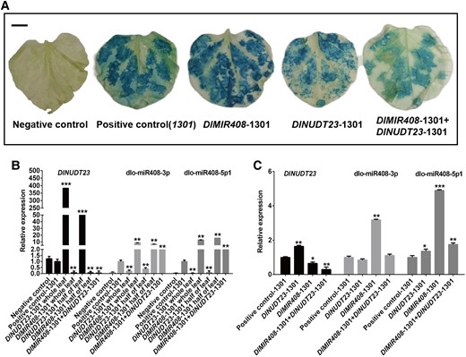 The regulatory relationship of dlo-miR408-3p and DlNUDT23 in N. tabacum and longan EC. A) The N. tabacum leaf after infecting the DlMIR408-1301 and DlNUDT23-1301 recombination vectors. The scale bar represents 1 cm. B) The expression patterns of DlNUDT23, dlo-miR408-3p, and dlo-miR408-5p1 infecting with DlMIR408-1301 and DlNUDT23-1301 recombination vector in different groups of tobacco leaf. C) The expression patterns of DlNUDT23, dlo-miR408-3p, and dlo-miR408-5p1 in longan EC. Error bars indicate means ± SDs, n = 3 (Duncan’s post hoc test, *P ≤ 0.05, **P ≤ 0.01, ***P ≤ 0.001).