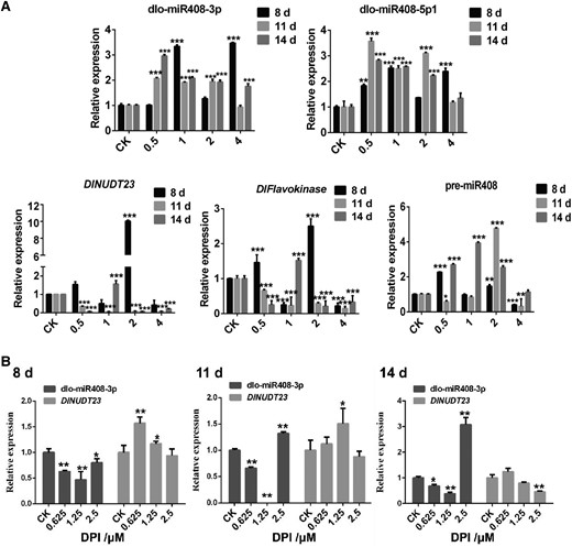 The expression patterns of dlo-miR408 and the target gene, DlNUDT23, in the treatment of differential concentration of riboflavin and DPI. A) The relative expression of dlo-miR408-3p, dlo-miR408-5p1, DlNUDT23, DlFlavokinase, and pre-miR408 in different concentrations of riboflavin treated on different days (8, 11, and 14 d). CK means control check, 0.5, 1, 2, and 4 mean different concentrations of riboflavin treatment, and the unit is mM. B) The relative expression of dlo-miR408-3p and DlNUDT23 in different concentrations of DPI treated on different days (8, 11, and 14 d), CK means control check, 0.625, 1.25, and 2.5 mean different concentrations of DPI treatment, and the unit is μM. Error bars indicate means ± SDs, n = 3 (Duncan’s post hoc test, *P ≤ 0.05, **P ≤ 0.01, ***P ≤ 0.001).