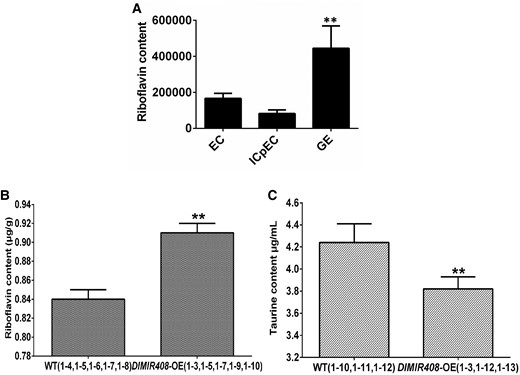 Riboflavin content and taurine content in longan early SE and DlMIR408-OE transgenic cell lines. A) The riboflavin content in metabolome during longan early SE, EC represents embryogenic callus, ICpEC represents incomplete compact pro-embryogenic cultures, GE represents globular embryo. The Y-axis represents the relative peak area. B) The riboflavin content in DlMIR408-OE (1-3, 1-5, 1-7, 1-9, and 1-10) and WT (1-4, 1-5, 1-6, 1-7, and 1-8), which were measured by HPLC. C) The taurine content in DlMIR408-OE (1-3, 1-12, and 1-13) and WT (1-10, 1-11, and 1-12), which were measured by HPLC. Error bars indicate means ± SDs, n = 3. *Significant difference (Duncan’s post hoc test, *P ≤ 0.05).