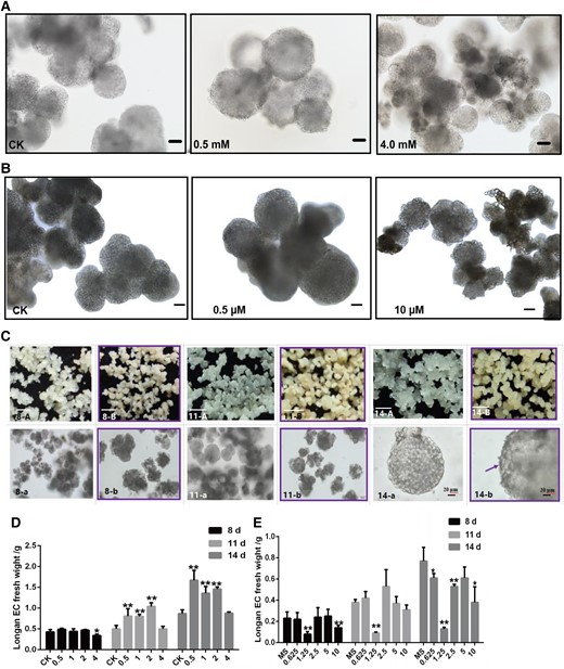 Cell division and differentiation of longan EC after treating with different concentrations of riboflavin and DPI. A) The cell morphology of longan EC which is treated with CK (0), 0.5, and 4.0 mM riboflavin, culturing at 14 d, respectively, and the scale bars = 100 μm. B) The cell morphology of longan EC treated with CK (0), 0.5, and 10 μM FMN, culturing at 14 d, respectively, the scale bars = 100 μm. C) The morphology of callus and somatic cells which are treated with CK (0 μM) (A, a) and 1.25 μM (B, b) DPI, and culturing at 8 d (8-A, 8-a; 8-B, 8-b), 11 d (11-A, 11-a; 11-B, 11-b), and 14 d (14-A, 14-a; 14-B, 14-b), respectively. In 8-A, 8-B, 11-A, 11-B, 14-A and 14-B, the scale bars = 1 mm. In 8-a, 8-b, 11-a and 11-b, scale bars = 100 μm. In 14-a and 14-b, the scale bars = 20 μm. The purple frame indicates longan EC after 1.25 μM DPI treatment, the purple arrow indicates the surface of the protoderm in GE of longan. D) Longan EC fresh weight with different concentrations of riboflavin treatments, the unit is mM. E) The longan EC fresh weight of different concentrations of DPI treatments, the unit is μM. Error bars indicate means ± SDs, n = 3. Duncan’s post hoc test, *P ≤ 0.05, **P ≤ 0.01, ***P ≤ 0.001.