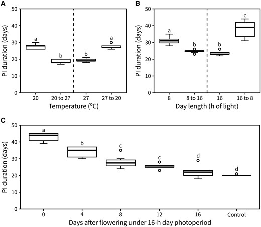Photo-thermal exposure during flowering alone regulates arrest. A) Duration of the PI in plants exposed to either continuous 20 °C or 27 °C, or with a reciprocal transfer between those conditions upon visible bolting (n = 9 to 13). B) Duration of the PI in plants exposed to either continuous 8- or 16-h day length or with a reciprocal transfer between those conditions upon visible bolting (n = 7 to 12). C) Duration of the PI in plants transferred from a 16-h photoperiod to an 8-h one 0-, 4-, 12-, or 16-d post-flowering (n = 8 to 9). Control plants were never transferred to 8-h day length. Different letters indicate statistical differences (for A and B: ANOVA, Tukey test, P < 0.05, for C: Kruskal–Wallis rank sum test, pairwise Wilcoxon test with Benjamini and Hochberg correction, P < 0.05). Boxes indicate the interquartile range. The central line indicates the median, and whiskers show minimum and maximum values.