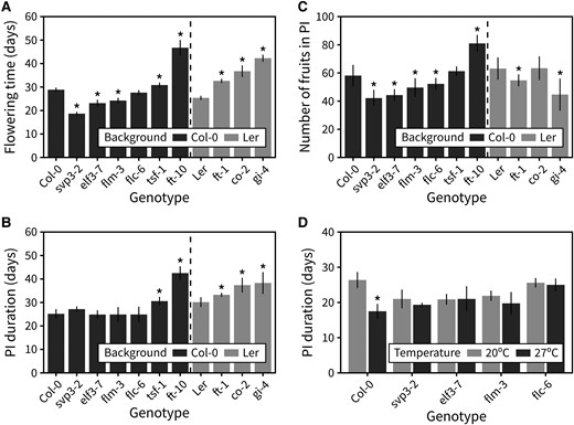 The photoperiod and ambient temperature flowering pathways control photo-thermal arrest. A) Flowering time in an array of mutants deficient in the ambient temperature flowering pathway, the photoperiod flowering pathway, or both (n = 4 to 8). B) Duration of the PI in the same array of mutants. C) The number of fruits produced in the PI in the same array of mutants. In (A–C), asterisks indicate statistical differences between a mutant and the appropriate wild type (Kruskal–Wallis rank sum test, pairwise Wilcoxon test with Benjamini and Hochberg correction, P < 0.05). D) Duration of the PI in an array of ambient temperature pathway mutants grown at 20 °C or 27 °C (n = 4 to 6). In (D), asterisks indicate statistical differences within each genotype and between the 2 temperatures (Student's t-test, P < 0.05). Error bars represent the standard deviation.