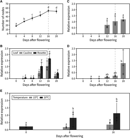 Global FT expression increases with photo-thermal time. A) Cumulative number of reproductive nodes (i.e. siliques, flowers, and floral primordia) produced at different points during PI lifetime in the plant population used for RT-qPCR (n = 5). B–D) Relative transcript level of FT, assessed by RT-qPCR, in leaves (both rosette and cauline) (B), siliques (C), and the IM (D) at different points during PI lifetime. Error bars indicate the standard deviation from the average of biological replicates (n = 3). Transcript levels were normalized to UBC9 and then to the maximum FT level. Approximate timing of IM arrest is indicated by a dashed vertical line. E) Relative transcript level of FT, assessed by RT-qPCR, in rosette leaves at different time points after flowering in plants grown at 15 °C or 20 °C. Error bars indicate the standard deviation from the average of biological replicates (n = 3). Transcript levels were normalized to ACT1 and then to the maximum FT level. In (A–E), different letters indicate statistical differences (ANOVA, Tukey's HSD test, P < 0.05). Error bars represent the standard deviation.