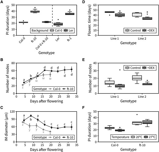 FT mediates the arrest of the IM. A) Duration of the PI in the FT mutants, and the heterozygous Col-0×ft-10 (n = 3 to 8). In (A), asterisks indicate statistical differences between a mutant and the appropriate wild type (Kruskal–Wallis rank sum test, pairwise Wilcoxon test with Benjamini and Hochberg correction, P < 0.05). B) Cumulative number of reproductive nodes (siliques, flowers, and floral primordia) produced at different points during PI lifetime in Col-0 and ft-10 mutants (n = 3 to 6). C) Average diameter of the IM at different time points during PI lifetime in Col-0 and ft-10 mutants (n = 3 to 6). In (B–C), different letters indicate statistical differences between time points for a given genotype (ANOVA, Tukey HSD, P < 0.05). D and E) Flowering time (D) and final number of reproductive nodes (E) in 2 independent 35S:FT-GR lines grown on agar-solidified media with or without 10 μM DEX (n = 3 to 12). In (D and E), asterisks indicate statistical differences within each line (2-sample Wilcoxon test, P < 0.05). F) Duration of the PI in Col-0 and ft-10 mutants exposed to different ambient temperatures during flowering (n = 12). In (F), asterisks indicate statistical differences between temperatures for each genotype (Student's t-test, P < 0.05). Boxes indicate the interquartile range. The central line indicates the median, and whiskers show minimum and maximum values. Error bars represent the standard deviation.