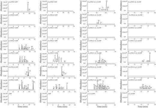 In vitro enzyme activity assay of TPS proteins from wild Freesia species. The relative contents of enzymatic products are detailed in Supplemental Table S6. One to 102 represent different volatiles: 1, α-thujene; 2, (1R)-(+)-α-pinene; 3, camphene; 4, sabinene; 5, (1S)-(−)-β-pinene; 6, myrcene; 7, α-terpinene; 8, limonene; 15, terpinolene; 16, linalool; 18, α-terpineol; 19, nerol; 20, (Z)-citral; 21, geraniol; 22, (E)-citral; 26, α-bergamotene; 29, (Z)-β-farnesene; 30, β-caryophyllene; 32, α-caryophyllene; 33, (−)-α-cedrene; 38, himachalene; 39, (Z)-α-himachalene; 40, β-sesquiphellandrene; 51, α-phellandrene; 54, linalool, methyl ester; 57, (E)-β-farnesene; 60, (E)-α-bergamotene; 67, cubebene; 71, α-farnesene; 73, β-bisabolene; 75, α-patchoulene; 77, (Z)-α-bisabolene; 80, (+)-α-longipinene; 83, (E)-nerolidol; 86, (S)-(−)-limonene; 87, β-phellandrene; 88, (Z)-terpineol; 89, (−)-4-terpineol; 90, terpinyl acetate; 91, α-bergamotene derivant; 92, α-bergamotene derivant; 93, γ-muurolene; 94, α-bergamotene derivant; 95, isocaryophyllene; 96, an unidentified sesquiterpene; 97, an unidentified sesquiterpene; 98, an unidentified sesquiterpene; 99, zingiberene; 100, (+)-ledol; 101, (+)-ledol derivant; 102, (E)-nerolidol derivant.