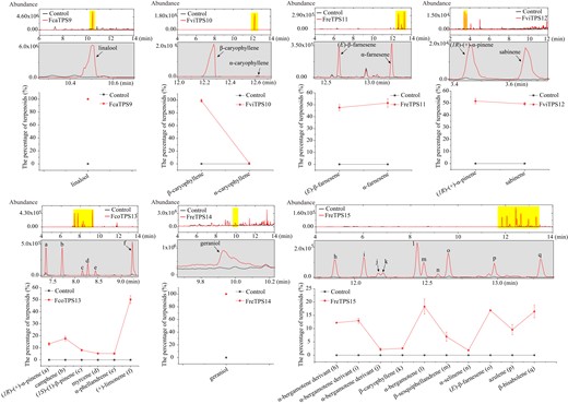 In vivo characterization of the TPS proteins from wild Freesia species. Volatile compounds detected in the control and N. benthamiana leaves transiently overexpressing TPSs. As for each TPS, the upper panel indicates the representative volatile pattern. The highlighted part in the upper panel is enlarged and detailed as the medium panel. The lower panel contains the relative content of detected volatile terpenes which can also be found in Supplemental Table S7.