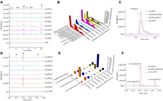 Functional divergence of TPS2 and TPS10 putative orthologs in wild Freesia species. A) Enzymatic patterns of TPS2 proteins from different Freesia species using GPP as substrate. B) Relative contents of enzymatic products of TPS2 natural variants using GPP as substrate. The relative contents are detailed in Supplemental Table S8. The data are calculated relative to α-terpineol (Supplemental Fig. S2B). C) Enzymatic patterns of site-mutated FleTPS2 and FcaTPS2. D) Enzymatic patterns of TPS10 proteins from different Freesia species using (E,E)-FPP as substrate. E) Relative contents of enzymatic products of TPS10 natural variants using (E,E)-FPP as substrate. The relative contents are detailed in Supplemental Table S9. The data are calculated relative to β-caryophyllene (Supplemental Fig. S2C). F) Enzymatic patterns of FviTPS10 and its mutant version. The peak numbers in (A) and (D) represent the corresponding compounds in (B) and (E).