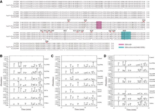 Functional divergence of TPS6 natural variants in wild Freesia species. A) Amino acid sequence alignment of putative TPS6 orthologs from wild Freesia species. The conserved domains DDXXD and NSE/DTE are highlighted and polymorphic amino acids are marked by red lines. The numbers up the lines represent the residue positions. Numbers at the end of each line indicate the positions of the last residue. B) Enzyme assays of representative FcoTPS6-, FfeTPS6-, FspTPS6-, FveTPS6-, and FspTPS6-based mutant proteins. I287A, M303L, and V506A represent site-mutated proteins derived from FspTPS6. C) Key amino acid residue analysis between FspTPS6 and FcoTPS6. L420V, E429G, and S415AA416T mutants are derived from FspTPS6. Fragments of FspTPS6 and FcoTPS6 are swapped at Position 403 to form N(sp)403C(co)163 and N(co)403C(sp)163 chimeras. D) Key amino acid residue analysis between FcoTPS6 and FfeTPS6. Fragments of FcoTPS6 and FfeTPS6 are swapped at Positions 460 and 403 to form N(co)46 0C(fe)106/N(fe)460C(co)106 and N(co)403C(fe)163/N(fe)403C(co)163 chimeras, respectively. M447V and T450A are mutated based on the N(fe)403C(co)163 backbone. All the assays are conducted with (E,E)-FPP. The numbers up the peaks and the relative contents of enzymatic products are detailed in Supplemental Tables S11 to S13.