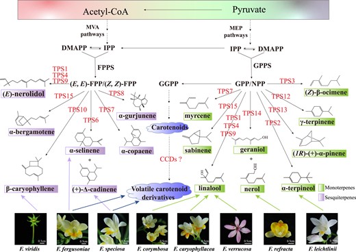 Proposed model of volatile terpene biosynthesis in flowers of wild Freesia species. Linalool, the most abundant volatile terpene released from the flowers of F. corymbosa, F. caryophyllacea, and F. verrucosa, is mainly controlled by TPS1, and TPS4 and TPS9 might also contribute to the biosynthesis of linalool. β-Caryophyllene, α-selinene, (+)-Δ-cadinene, nerol, and α-terpineol, the most abundant volatile terpenes released from flowers of F. viridis, F. fergusoniae, F. speciosa, F. refracta, and F. leichtlinii, respectively, are catalyzed by Freesia TPS10, TPS6 (for both α-selinene and (+)-Δ-cadinene), TPS14, and TPS2, respectively. Moreover, volatile carotenoid derivatives such as β-ionone are abundantly released from F. fergusoniae and F. speciosa by uncharacterized carotenoid cleavage dioxygenases (CCDs). Arrows between compounds with full lines indicate direct reaction. Arrows with dotted lines indicate multiple or uncharacterized steps. Arrows from the flowers represent volatiles released from specific flowers.