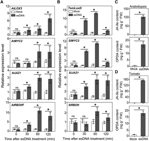 esDNA induces JA production and the expression of JA-responsive genes. Effects of esDNA on the expression of JA biosynthesis, signaling, and responsive genes in Arabidopsis Col-0 A) and tomato cv. DN B). OPDA and JA-Ile contents in Arabidopsis Col-0 C) and tomato cv. DN D) as affected by esDNA. esDNA was applied at 200 μg mL−1. FW, fresh weight. Data are expressed as means ± Sd (n = 3). Asterisks denote significant difference (Student's t test, P < 0.05).