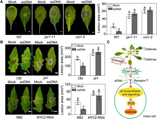 esDNA induces resistance to B. cinerea depending on the JA signaling pathway. A) Effects of esDNA on lesion area in Arabidopsis Col-0 wild-type and JA mutants. Scale bar = 2 mm. Arabidopsis mutants used were JA biosynthesis mutant jar1-11 and JA-insensitive mutant coi1-2. B) Effects of esDNA on lesion area in tomato wild-type and JA mutants. Scale bar = 8 mm. Tomato lines used were the JA-insensitive mutant jai1 and its wild-type line CM, and the JA signaling mutant MYC2-RNAi and its wild-type line M82. Leaves of 4-wk-old Arabidopsis or tomato (2 leaves per plant) were sprayed with 200 μg mL−1 of esDNA or water. After 24 h, systemic leaves (i.e. untreated leaves) were detached and inoculated with B. cinerea, and the lesion area was measured at 72 h after inoculation of B. cinerea. Data are expressed as means ± Sd (n = 15). Different letters indicate significant difference between treatments (Tukey's HSD test, P < 0.05). C) Putative mechanisms for esDNA-triggered immunity in plants. DNA fragments are released into the extracellular space upon cell damage. Then, esDNA may be perceived by unknown pattern recognition receptors in intact cell surrounding of the damaged cells. The perception of esDNA promotes the biosynthesis and signaling of JA, the formation of ROS, which finally modulates the systemic defense response of the plants.
