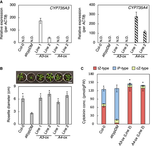 Recovery of trans-zeatin-type cytokinin deficiency in the Arabidopsis mutant cyp735a1 cyp735a2 by CYP735A3 or CYP735A4.A) RT-qPCR analysis of CYP735A3 (left) or CYP735A4 (right) expression in whole seedlings of Col-0, cyp735a1 cyp735a2 mutant (atcypDM), and transgenic plants constitutively expressing CYP735A3 (A3-ox) or CYP735A4 (A4-ox) in atcypDM background. Seedlings were grown on 1/2x MS agar plates for 12 d before harvest. Expression levels were normalized using ACT8 as an internal control. Error bars represent standard deviation (n = 4 independent pools of more than 10 plants). N.D., under the quantification detection limit. B) Rosette diameter of 28-d-old Col-0, atcypDM, and transgenic plants constitutively expressing CYP735A3 (A3-ox) or CYP735A4 (A4-ox) in atcypDM background grown on soil. A photograph of representative plants is shown. Error bars represent standard deviation (n = 7). Asterisks indicate statistically significant differences compared with atcypDM (P < 0.01, Dunnet's test). Scale bar, 3 cm. C) Cytokinin concentrations in whole seedlings of Col-0, atcypDM, and transgenic plants constitutively expressing CYP735A3 (A3-ox) or CYP735A4 (A4-ox) in atcypDM background. Seedlings were grown on 1/2x MS agar plates for 12 d before harvest. Cytokinin levels were determined using an ultra-performance liquid chromatograph coupled with a tandem quadrupole mass spectrometer with an octadecylsilyl column and were normalized to the fresh weight of each sample. Error bars represent standard deviation (n = 4 independent pools of more than 10 plants). Asterisks indicate statistically significant differences in tZ-type cytokinin concentration compared with atcypDM (P < 0.01, Dunnet's test). The concentration of each cytokinin molecular species in roots and shoots is shown in Supplemental Table S1. gFW, gram fresh weight; tZ-type, trans-zeatin and its conjugates; cZ-type, cis-zeatin and its conjugates; iP-type, N6-(Δ2-isopentenyl)adenine and its conjugates.