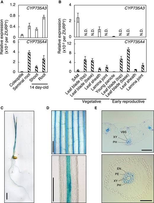 Expression pattern of CYP735A3 and CYP735A4 in various tissues. A) Expression of CYP735A3 and CYP735A4 in Nipponbare seedlings. Coleoptiles and seminal roots, and roots and shoots were harvested 4 d and 14 d, respectively, after imbibition. Error bars represent standard deviation of biological replicates (n = 4 to 5 independent pools of more than 2 plants). B) Expression of CYP735A3 and CYP735A4 in Nipponbare plants in vegetative or early reproductive stages. Forty-two-day-old (vegetative stage) and older plants (reproductive stage) were used. The shoot apex parts of 42-d-old plants were collected as shoot apical meristem (SAM). Leaf blade, leaf sheath, and lamina joint were harvested from the youngest fully expanded leaf. The young panicle is a mixture of 2 to 21 mm long young panicles collected from plants at the reproductive stage. Expression levels were quantified by RT-qPCR analysis and normalized to ZIURP1 as an internal control. Error bars represent standard deviation of biological replicates (n = 4 except for SAM and young panicle, n = 4 and n = 7 independent pools of more than 2 plants for SAM and young panicle, respectively). N.D., under the quantification detection limit. C to E) Representative images of GUS staining obtained from proCYP735A3:GUS transgenic seedlings grown for 8 d after imbibition. Pictures of a whole seedling C), first leaf D, upper), crown root D, lower), cross section of the first leaf E, upper), and cross section of seminal root E, lower) are presented. VBS, vascular bundle sheath; XY, xylem; PH, phloem; EN, endodermis; PE, pericycle. Scale bars, C) 1 cm; D) 200 µm; E) 50 µm.