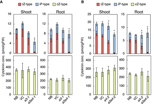 The cyp735a3 cyp735a4 double mutants show deficiency in trans-zeatin-type cytokinins. Cytokinin concentrations in roots and shoots of WT strain Nipponbare (NB), vector control (VC), and mutant strains cyp735a3-1 (a3-1), cyp735a4-2 (a4-2), cyp735a3-1 cyp735a4-1 (a3a4-1), and cyp735a3-2 cyp735a4-2 (a3a4-2). Seedlings were grown hydroponically for 14 d A) or 12 d B) before shoots and roots were harvested. Cytokinin levels were determined using an ultra-performance liquid chromatograph coupled with a tandem quadrupole mass spectrometer with an octadecylsilyl column and were normalized to the fresh weight of each sample. Error bars represent standard deviation of biological replicates (n = 3 to 6 independent pools of more than 10 plants for A, n = 6 to 8 independent pools of more than 10 plants for B). Asterisks indicate statistically significant differences in tZ-type cytokinin concentration compared with NB (P < 0.05, Dunnet's test). The concentration of each cytokinin molecular species in roots and shoots is shown in Supplemental Table S2 and Supplemental Table S3. gFW, gram fresh weight; tZ-type, trans-zeatin and its conjugates; cZ-type, cis-zeatin and its conjugates; iP-type, N6-(Δ2-isopentenyl)adenine and its conjugates.