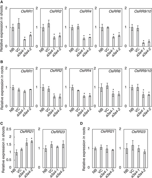 Expression of cytokinin inducible type-A response regulator genes is altered in the cyp735a3 cyp735a4 mutant. A, B) Transcript levels of cytokinin inducible type-A response regulator genes, OsRR1, OsRR2, OsRR4, OsRR6, and OsRR9/10, in shoots A) and roots B) of Nipponbare (NB), vector control (VC), cyp735a3-1 cyp735a4-1 (a3a4-1), and cyp735a3-2 cyp735a4-2 (a3a4-2) seedlings. OsRR9/10 indicates that the primer set used could not distinguish OsRR9 and OsRR10. C, D) Transcript levels of type-B response regulator genes, OsRR21 and OsRR23, in the shoot C) and in the root D) of NB, VC, a3a4-1, and a3a4-2 seedlings. Seedlings were grown hydroponically for 10 d before roots and shoots were harvested. Expression levels were quantified by RT-qPCR analysis, normalized to ZIURP1 as an internal control, and are shown relative to the value of NB. Error bars represent standard deviation of biological replicates (n = 4 independent pools of 2 plants). Asterisks indicate statistically significant differences compared to NB (P < 0.05, Dunnet's t-test).