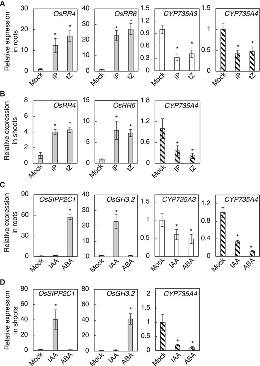 Expression of CYP735A3 and CYP735A4 in response to phytohormones. A, B) Nipponbare (NB) seedlings grown for 12 d were treated with 0.001% (v/v) DMSO (Mock), 1 µ M iP (iP), or 1 µ M tZ (tZ) and roots and shoots were harvested after 2 h. Relative expression levels of CYP735A3 and CYP735A4 in roots A) and CYP735A4 in shoots B) are shown. C, D) Expression of CYP735As in response to auxin (IAA) and abscisic acid (ABA). NB seedlings grown for 12 d were treated with 0.05% (v/v) DMSO (Mock), 10 µ M indole-3-acetic acid (IAA) or 50 µ M ABA and roots and shoots were harvested after 2 h. Relative expression levels of CYP735A3 and CYP735A4 in roots C) and CYP735A4 in shoots D) are shown. Expression levels were quantified by RT-qPCR analysis, normalized to ZIURP1 as an internal control, and are shown relative to the value in mock treatment. Asterisks indicate statistically significant differences compared with Mock (P < 0.05, Dunnet's test). Error bars represent standard deviation (n = 4 independent pools of more than 2 plants).