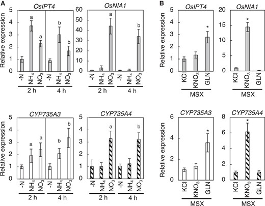 Expression of CYP735A3 and CYP735A4 in response to nitrogen sources. A) Expression of CYP735As in response to ammonium or nitrate supplement. Twelve-d-old NB seedlings hydroponically grown in nitrogen-free nutrient solution were incubated with 5 mM KCl (-N), 5 mM NH4Cl (NH4+), or 5 mM KNO3 (NO3-) for 2 h or 4 h. Expression levels were quantified by RT-qPCR analysis, normalized to ZIURP1 as an internal control, and are shown relative to the value in 2 h of -N treatment. Error bars represent standard deviation (n = 4 independent pools of 3 plants). Letters indicate statistically significant differences compared with –N of the same incubation time (a, 2 h; b, 4 h; P < 0.05, Dunnet's test). B) Effect of methionine sulfoximine on the induction of CYP735As by nitrogen. Twelve-d-old NB seedlings hydroponically grown in nitrogen-free nutrient solution were pre-treated with 2 mM MSX for 2 h and then incubated with 5 mM KCl, 5 mM KNO3, or 50 mM glutamine (GLN) for 2 h. Asterisks indicate statistically significant differences compared with KCl + MSX (P < 0.05, Dunnet's test). Expression levels were quantified by RT-qPCR analysis, normalized to ZIURP1 as an internal control, and are shown relative to the value in KCl treatment. Error bars represent standard deviation (n = 4 independent pools of 3 plants).