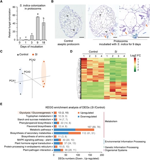 Transcriptome analysis of symbiotic protocorms. A) Relative colonization level of S. indica in symbiotic protocorms after different incubation times detected using RT-qPCR analysis of the expression of SiTef1 normalized to that of DcActin7. Different letters above error bars indicate statistically significant differences at P ≤ 0.05 (ANOVA with Tukey HSD post hoc test). B) Semi-thin sections showing the apical region (a) and basal region (b) of aseptic or symbiotic protocorms. Red arrows point to the intracellular fungal peloton. Scale bar, 100 μm. C) Principal component analysis (PCA) of D. catenatum transcriptome samples. Four biological duplications were conducted for each sample. D) Heat map showing expression patterns of the upregulated and downregulated genes in S. indica–inoculated protocorms compared to controls. The “Euclidean” distance and “complete” algorithm were used in the clustering analysis. E) KEGG enrichment analysis of differentially expressed genes (DEGs) between Si and control samples. There were 12 enriched KEGG pathways with at least 11 DEGs (*P < 0.1; #P ≥ 0.1). Supplemental Table S2 shows DEGs in each KEGG pathway. These enriched pathways are mainly related to plant metabolism and plant defense and immunity. In the glycolysis/gluconeogenesis metabolic pathway, the number of upregulated DEGs (Si divided by control) is much greater than that of downregulated DEGs (see Supplemental Figure S2 for details).