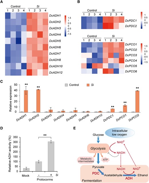 Hypoxia-responsive genes of D. catenatum are induced in symbiotic protocorms. A, B) Heat map analysis of the expression levels of DcADH, DcPDC, and DcPCO genes in D. catenatum. S. indica colonization upregulated these key hypoxia-responsive genes in symbiotic protocorms. C) The expression of these key hypoxia-responsive genes in D. catenatum symbiotic protocorms was analyzed using RT-qPCR. Si indicates protocorms inoculated with S. indica 9 days after inoculation. Control is the aseptic protocorms. The expression level of each gene in the control sample is set to 1. Data are mean ± SD, n = 4. Two asterisks at the top indicate highly significant differences between control and Si samples tested using Student's t-test, P < 0.01. D) ADH activity of symbiotic protocorms (+) is higher than that of aseptic protocorms (-). Mock refers to the protein extraction buffer. Data are mean ± SD, n = 4. Two asterisks indicate highly significant differences tested using Student's t-test, P < 0.01. E) Hypoxia metabolism is regulated by ADH and PDC in plants. Intracellular low oxygen (hypoxia) induces glycolysis pathways, which produce ATP and metabolic intermediates (for the synthesis of nucleic acids, proteins, and lipids) to sustain cell growth and survival. Glycolysis produces copious NADH, which in turn inhibits glycolysis. In plant cells, ADH catalyzes the conversion of NADH into NAD+ through the alcoholic fermentation pathway, thereby allowing glycolysis to proceed.