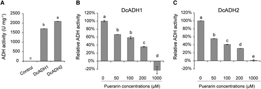 DcADH1 and DcADH2 show ADH activity. A) In vitro assays show that the purified recombinant proteins of DcADH1 and DcADH2 have ADH reduction activity to catalyze the conversion of NADH to NAD+. Control is the purified free GST protein. B, C) Inhibitory effects of different concentrations of puerarin on the ADH reduction activity of purified DcADH1 and DcADH2 in vitro. Data are mean ± Sd, n ≥ 4. Different letters indicate statistically significant differences at P ≤ 0.05 (ANOVA with Tukey HSD post hoc test).