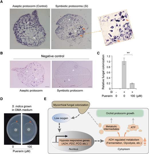 ADH activity is required for OrM fungal colonization of D. catenatum protocorms. A) In situ hybridization of DcADH mRNA on longitudinal sections of the aseptic and symbiotic protocorms. The location of DcADH2 (LOC110098298) mRNA was detected using the DIG-labeled oligonucleotide probe. DcADH2 shows strong expression signals (Signals are indicated by arrows) at the basal mycorrhizal region (b) but not the apical region (a) in symbiotic protocorm. Aseptic protocorm is the negative control. B) In situ hybridization of DcADH2 sense (instead of antisense) probe (another negative control) in the aseptic and symbiotic protocorms. Scale bars, 100 μm. C) In vivo assays showed that puerarin, an inhibitor of DcADHs, repressed S. indica colonization in symbiotic protocorms on the 9th day after inoculation. Thirty-day-old aseptic protocorms were used as starting material. The relative colonization level was detected using RT-qPCR analysis of SiTef1 normalized to the expression of DcActin7. Data are mean ± SD, n = 4. Two asterisks indicate highly significant differences tested using Student's t-test, P < 0.01. D) Puerarin had no significant adverse effect on the growth of S. indica: The growth of S. indica in OMA medium was similar to that in OMA medium containing 100 μM puerarin. Locations of growing mycelium boundaries are indicated by arrows. E) Proposed working model explaining ADH-regulated mycorrhizal symbiosis in orchid protocorms. Fungal colonization first causes intracellular hypoxia in orchid protocorms, which may be due to fungal competition for oxygen or increased respiration in protocorms. The resulting low intracellular oxygen concentration enhances the expression of hypoxia-responsive genes (ADH, etc.) and promotes the anaerobic metabolism of fermentation and glycolysis. ATP and metabolic intermediates produced by anaerobic metabolic pathways enhance symbiotic protocorm growth. Meanwhile, symbiotic protocorms may supply metabolic intermediates that cannot be synthesized by mycorrhizal fungi to facilitate fungal growth and colonization, thus promoting mycorrhizal symbiosis.