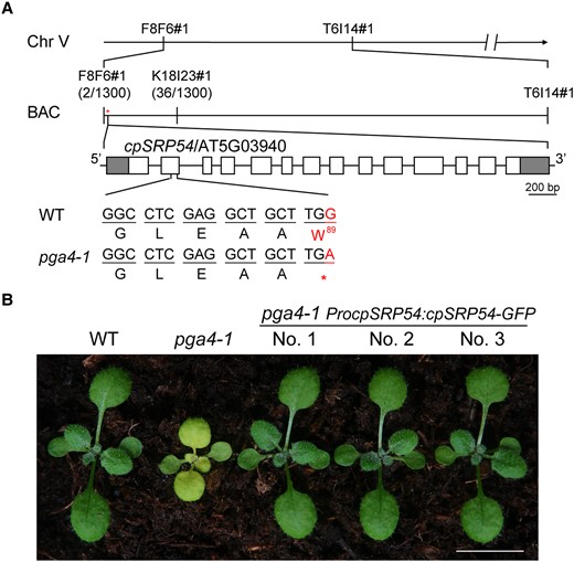 PGA4 encodes cpSRP54. A) The map-based cloning of pga4-1. The PGA4 locus was mapped between F8F6#1 and K18I23#1 using 650 individual plants. In this region, a nonsense mutation (Trp/W89 to a stop codon) in cpSRP54/AT5G03940 was identified. Gray and white boxes represent UTRs and exons of cpSRP54/AT5G03940, respectively. B) Phenotypic complementation of the A. thaliana pga4-1 mutant with the binary construct ProcpSRP54:cpSRP54-GFP. Bar, 1.0 cm.