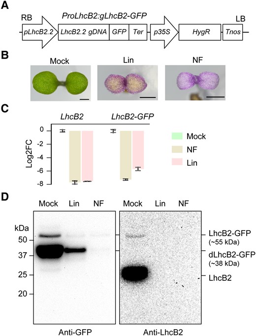 The generation of a transgenic line WT LhcB2-GFP in A. thaliana. A) The vector construct of ProLhcB2:gLhcB2-GFP. B) Seedlings of WT LhcB2-GFP were grown on 1/2 MS (Mock), and 1/2 MS containing 0.5 mM lincomycin (Lin) or 5 μM norflurazon (NF) for 4 d. Bars, 1 mm. C) RT-qPCR analyses of accumulations of LhcB2 and LhcB2-GFP in WT LhcB2-GFP treated with lincomycin and norflurazon as in (B). The base 2 logarithm of the fold-change (Log2FC) was calculated, and PP2A was used as the reference gene. Data are means ± s.d. of 3 biological replicates. D) The accumulation of LhcB2-GFP (∼55 kDa) and dLhcB2-GFP (∼38 kDa) in 4-d-old WT LhcB2-GFP treated with Lin and NF as in (B). An anti-GFP antibody and an anti-LhcB2 antibody were used, respectively. Protein loading was normalized to equal fresh tissue weight.