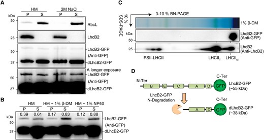 The heterogeneous LhcB2-GFP is not assembled into antenna complexes. A) Subcellular fractionation of LhcB2-GFP and dLhcB2-GFP in 24-h de-etiolated WT LhcB2-GFP. The soluble stroma fraction (S) was indicated by RbcL and the insoluble fraction (P) by endogenous LhcB2. B) The membrane-associated LhcB2-GFP were solubilized with 2 mild nonionic detergents n-dodecyl-β-D-maltoside (1% β-DM) and Nonidet P-40 (1% NP40). The accumulation of LhcB2-GFP in the solubilized and pellet fractions was relatively quantified with signal intensities. C) Thylakoid membrane of 24-h de-etiolated WT LhcB2-GFP was solubilized with 1% β-DM and resolved on 1D BN-PAGE and the 2D SDS-PAGE. The accumulation of LhcB2-GFP and LHCII complexes was detected with the anti-GFP antibody and the anti-LhcB2 antibody, respectively. D) The diagram of the N-terminal degradation of LhcB2-GFP.