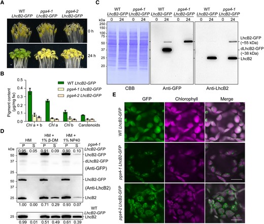 Loss of cpSRP54 affects the translocation of LhcB2-GFP to thylakoid membranes in A. thaliana. A) Phenotypes of etiolated and 24-h de-etiolated WT LhcB2-GFP, pga4-1 LhcB2-GFP, and pga4-2 LhcB2-GFP. B) The accumulation of photosynthetic pigments in 24-h de-etiolated seedlings shown in (A). Error bars represent s.d. from 3 biological replicates. Chl a + b, total chlorophyll concentration; Chl a, chlorophyll a concentration; Chl b, chlorophyll b concentration. C) The accumulation of LhcB2-GFP and dLhcB2-GFP in 24-h de-etiolated WT LhcB2-GFP and pga4-1 LhcB2-GFP. Protein loading was normalized to equal fresh tissue weight and confirmed by a Coomassie Brilliant Blue-stained PVDF membrane (CBB). D) The solubility of LhcB2-GFP and LhcB2 in 24-h de-etiolated pga4-1 LhcB2-GFP. Mild nonionic detergents 1% β-DM and 1% NP40 were used to solubilize membrane proteins. The anti-GFP antibody and the anti-LhcB2 antibody were used, respectively. The accumulation of LhcB2-GFP and LhcB2 in the P and S fractions was relatively quantified with signal intensities. E) The detection of GFP and chlorophyll fluorescence in 24-h de-etiolated WT LhcB2-GFP, pga4-1 LhcB2-GFP, and pga4-2 LhcB2-GFP. DIC for differential interference contrast images. Bars, 10 μm.
