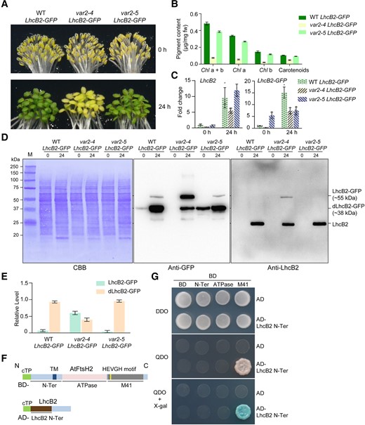Thylakoid FtsH is required for the N-terminal degradation of LhcB2-GFP during de-etiolation. A) Phenotypes of etiolated and 24-h de-etiolated A. thaliana WT LhcB2-GFP, var2-4 LhcB2-GFP, and var2-5 LhcB2-GFP. B) The accumulation of photosynthetic pigments in 24-h de-etiolated seedlings shown in (A). Error bars represent s.d. from 3 biological replicates. Chl a + b, total chlorophyll concentration; Chl a, chlorophyll a concentration; Chl b, chlorophyll b concentration. C) The accumulation of LhcB2 and LhcB2-GFP transcripts in etiolated and 24-h de-etiolated seedlings shown in (A). RT-qPCR analyses were performed, and fold changes were calculated using PP2A as the reference gene. Data are means ± s.d. of 4 biological replicates. D) The accumulation of LhcB2-GFP and dLhcB2-GFP in 24-h de-etiolated WT LhcB2-GFP, var2-4 LhcB2-GFP, and var2-5 LhcB2-GFP. Protein loadings were normalized to equal fresh tissue weight and confirmed by a Coomassie Brilliant Blue-stained PVDF membrane (CBB). E) Quantitative analyses of the relative level of LhcB2-GFP and dLhcB2-GFP in (D). The total signal intensity of LhcB2-GFP and dLhcB2-GFP detected by the anti-GFP antibody was defined as 1.0 in each genotype. Error bars represent s.d. from 2 biological replicates. F) Schematic representation of the N-terminus of LhcB2 (LhcB2 N-Ter, used as prey, fused to AD) and domains of VAR2/AtFtsH2 (used as baits, fused to BD) for yeast two-hybrid assays. The LhcB2 N-Ter was deduced from the relative size of dLhcB2-GFP. cTP for chloroplast transit peptide, TM for the putative transmembrane domain, ATPase for the ATPase domain, and M41 for the zinc-dependent protease domain of VAR2/AtFtsH2. AD, the DNA-Activation Domain vector; BD, the DNA-Binding Domain vector. G) The M41 domain of VAR2/AtFtsH2 interacts with the N-terminus of LhcB2 in the yeast two-hybrid assay. DDO, double dropout SD medium lacking leucine and tryptophan; QDO, quadruple dropout SD medium lacking adenine, histidine, leucine, and tryptophan. QDO plates supplemented with X-α-Gal for a higher stringency.