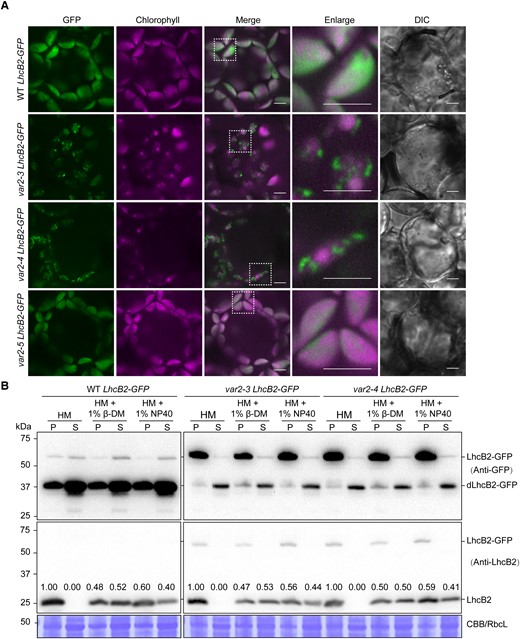 The accumulated LhcB2-GFP in var2-3 and var2-4 form aggregates. A) The detection of GFP and chlorophyll fluorescence in 24-h de-etiolated A. thaliana WT LhcB2-GFP, var2-3 LhcB2-GFP, var2-4 LhcB2-GFP, and var2-5 LhcB2-GFP. DIC for differential interference contrast images. White boxes indicated enlarged areas. Bars, 5 μm. B) The solubility of LhcB2-GFP in 24-h de-etiolated WT LhcB2-GFP, var2-3 LhcB2-GFP, and var2-4 LhcB2-GFP. Two mild nonionic detergents n-dodecyl-β-D-maltoside (1% β-DM) and Nonidet P-40 (1% NP40) were used to solubilize membrane proteins. The anti-GFP antibody and the anti-LhcB2 antibody were used, respectively. The accumulation of LhcB2 in the P and S fractions was relatively quantified with signal intensities. The stroma protein RbcL was shown by the Coomassie Brilliant Blue-stained PVDF membrane (CBB). S, the soluble fraction; P, the insoluble fraction.