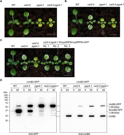 The A. thaliana pga4-1 mutant is a var2 suppressor. A) Representative WT, var2-5, pga4-1, and var2-5 pga4-1. B) Representative WT, var2-4, pga4-1, and var2-4 pga4-1. C) Complementation of the double mutant var2-4 pga4-1 to var2-4 with the binary construct ProcpSRP54:cpSRP54-GFP. Representative 2-wk-old seedlings were shown. Bars, 1.0 cm in (A–C). D) The accumulation of LhcB2-GFP and dLhcB2-GFP in 24-h de-etiolated WT LhcB2-GFP, var2-4 LhcB2-GFP, pga4-1 LhcB2-GFP, and var2-4 pga4-1 LhcB2-GFP. Asterisks indicate other possible degraded LhcB2-GFP products in pga4-1 LhcB2-GFP and var2-4 pga4-1 LhcB2-GFP.