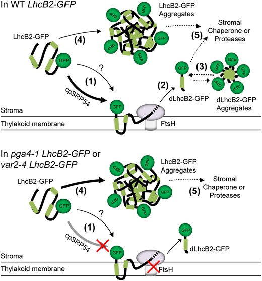 A working model showing A. thaliana cpSRP54 and thylakoid FtsH modulates N-terminal degradation of LhcB2-GFP. In WT LhcB2-GFP, LhcB2-GFP is translocated to the thylakoid membrane via the SRP54-dependent pathway (1) and degraded by the thylakoid FtsH. The question mark indicates SRP54-independent translocation pathways. When encountering the stable GFP structure, FtsH stops degradation and releases dLhcB2-GFP to stroma (2). The released dLhcB2-GFP may form dLhcB2-GFP aggregates (3). In pga4-1 LhcB2-GFP or var2-4 LhcB2-GFP, disruption of either the cpSRP54-dependent translocation or the thylakoid FtsH activity could prevent the degradation of LhcB2-GFP to dLhcB2 on thylakoid membrane, which in turn lead to the formation of LhcB2-GFP aggregates in the stroma (4). Other chaperones or proteases may be involved in the degradation of LhcB2-GFP or dLhcB2-GFP aggregation in the stroma (5).