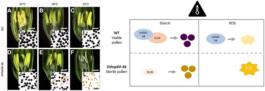 OsHSP60-3B ensures pollen viability under heat stress by regulating starch synthesis and ROS levels. Left: Rice anthers and pollen in oshsp60-3b mutants resemble wild type (WT) at ambient temperatures, but at high temperatures, anthers become pale and shrivelled and the pollen becomes inviable and loses starch accumulation. This image was taken from Lin et al. (2023). Right: Summary of the 2 functions of OsHSP6-3B under heat stress to ensure starch synthesis by stabilizing OsFLO6 and to prevent accumulation of ROS through a yet unknown mechanism.