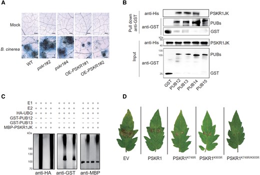 PUB12 and PUB13 interact with and ubiquitinate PSKR1. A) Trypan blue staining for cell death in PSKR1 mutants and overexpressing lines inoculated with B. cinerea. B) PSKR1 interacts with PUB12/13/14 in a GST pull-down assay. C) PUB12/13 ubiquitinates PSKR1 in vitro. Ubiquitination of MBP-PSKR1JK was analyzed in the presence of E1, E2, ubiquitin, and GST-PUB12 or GST-PUB13. D) Effect of Lys-to-Arg mutated PSKR1 variants on plant resistance to B. cinerea in tomato OE-PUB13 lines.