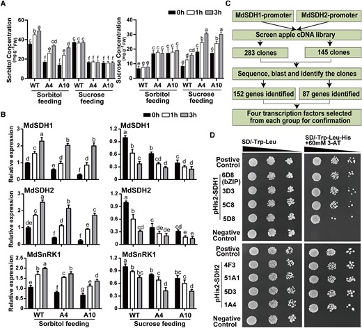 Expression of MdSnRK1, MdSDH1, and MdSDH2 in response to sorbitol/sucrose feeding and verification of transcription factors interacting with the promoters of MdSDH1 and MdSDH2 via Y1H assay. A) Concentrations of sorbitol and sucrose in the leaves of WT and 2 antisense A6PR lines (A4 and A10) of ‘Greensleeves’ apple in response to sorbitol (50 mM) or sucrose (50 mM) feeding via the petiole for 3 h. B) Expression levels of MdSnRK1, MdSDH1, and MdSDH2 under sorbitol and sucrose feeding treatments, respectively. In both A) and B), data are the mean ± Sd of 3 biological replicates, with 10 leaves from 5 shoots per replicate. Lsd was used for significant difference at P < 0.05 after ANOVA. Different letters (a to g) represent significant differences between groups. C) Diagram showing the Y1H screening of an apple cDNA library using the promoters of SDH1 and SDH2. D) Verification of the interactions between 4 candidate transcription factors selected from each Y1H screening and the promoters of SDH1 and SDH2 via Y1H, respectively. SD-Trp-Leu, synthetic dextrose medium lacking tryptophan and leucine; SD/-Trp-Leu-His, synthetic dextrose medium lacking tryptophan, leucine, and histidine; 3-AT, 3-amino triazole. Triangles represent the range of yeast concentrations. Each colony was diluted from 1 to 10−2.